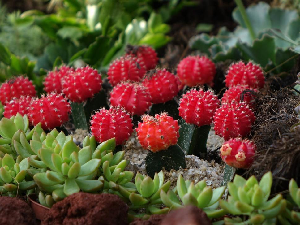 Free Image of Red Cactus 