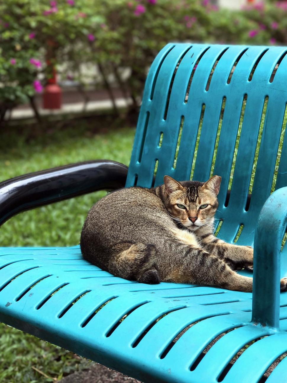Free Image of A Cat Resting on a Blue Bench 