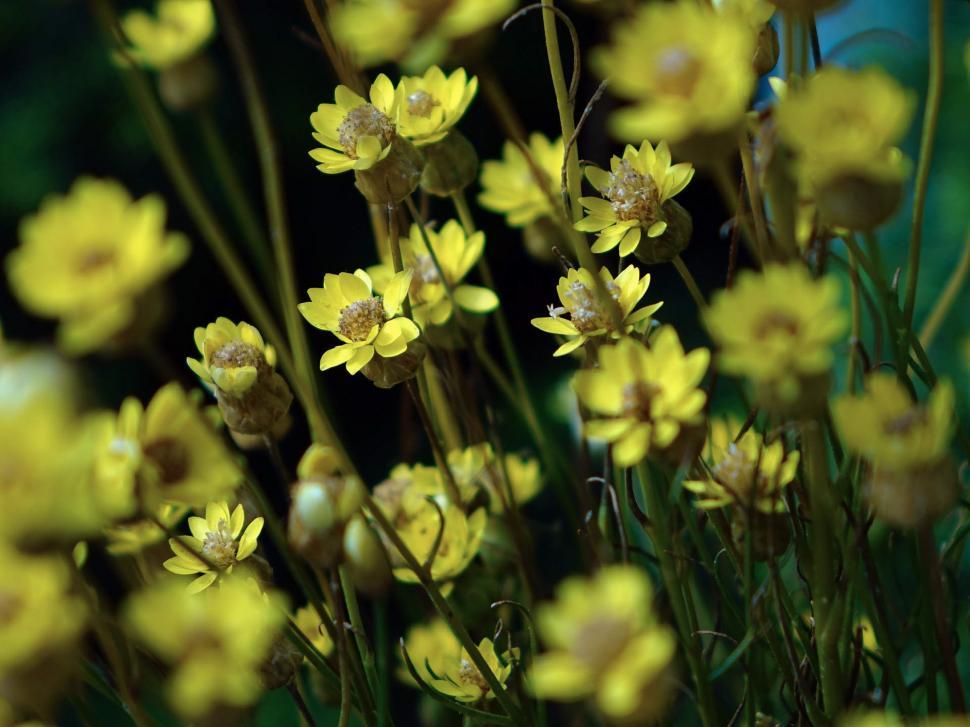 Free Image of A Bunch of Yellow Flowers in a Field 