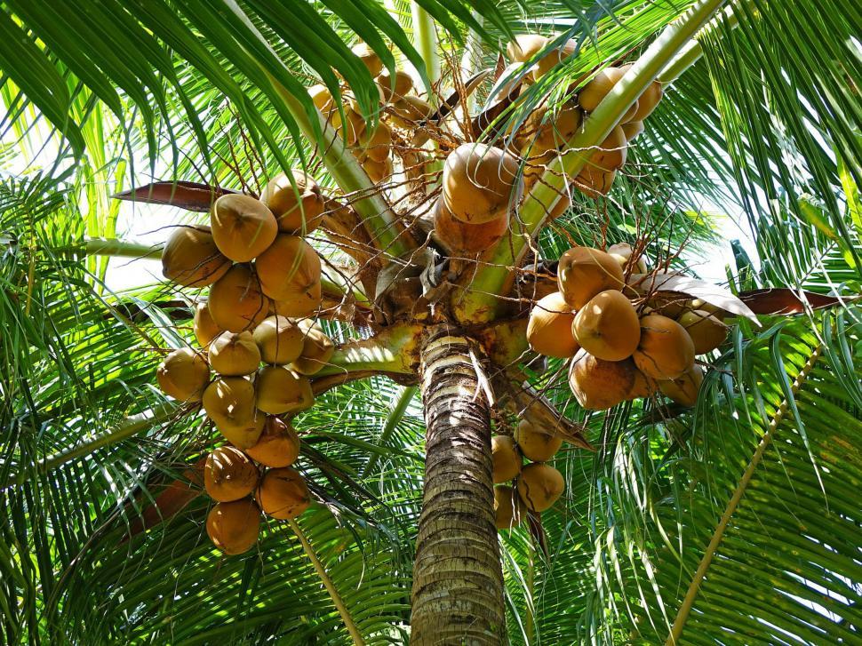 Free Image of Palm Tree Laden With Fruit 