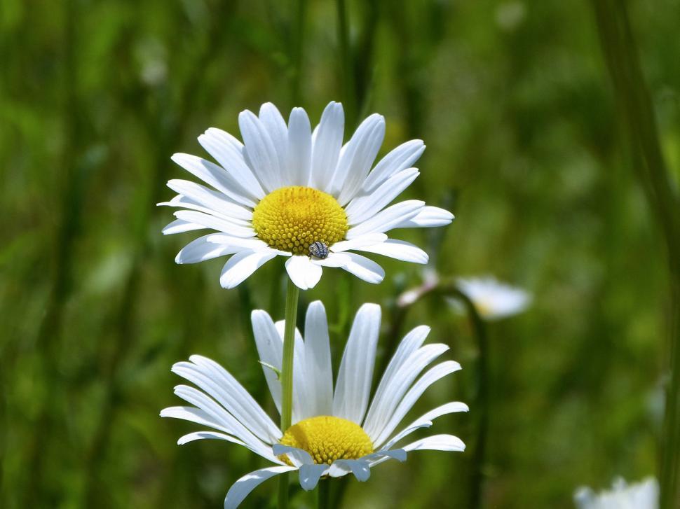 Free Image of Three Daisies Standing Tall in a Field of Green Grass 