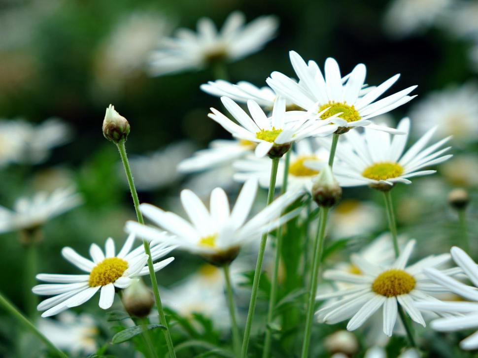Free Image of Cluster of White Flowers Amidst Green Grass 