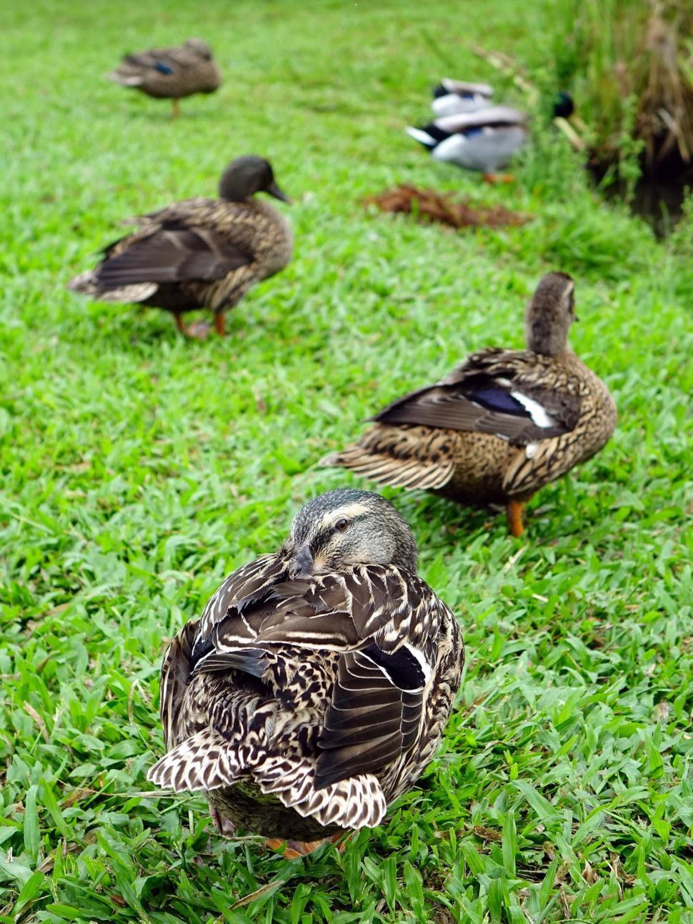 Free Image of Flock of Ducks Standing on Lush Green Field 