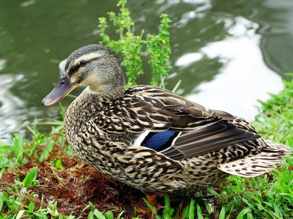 Free Image of Duck Sitting on Grass by Water 