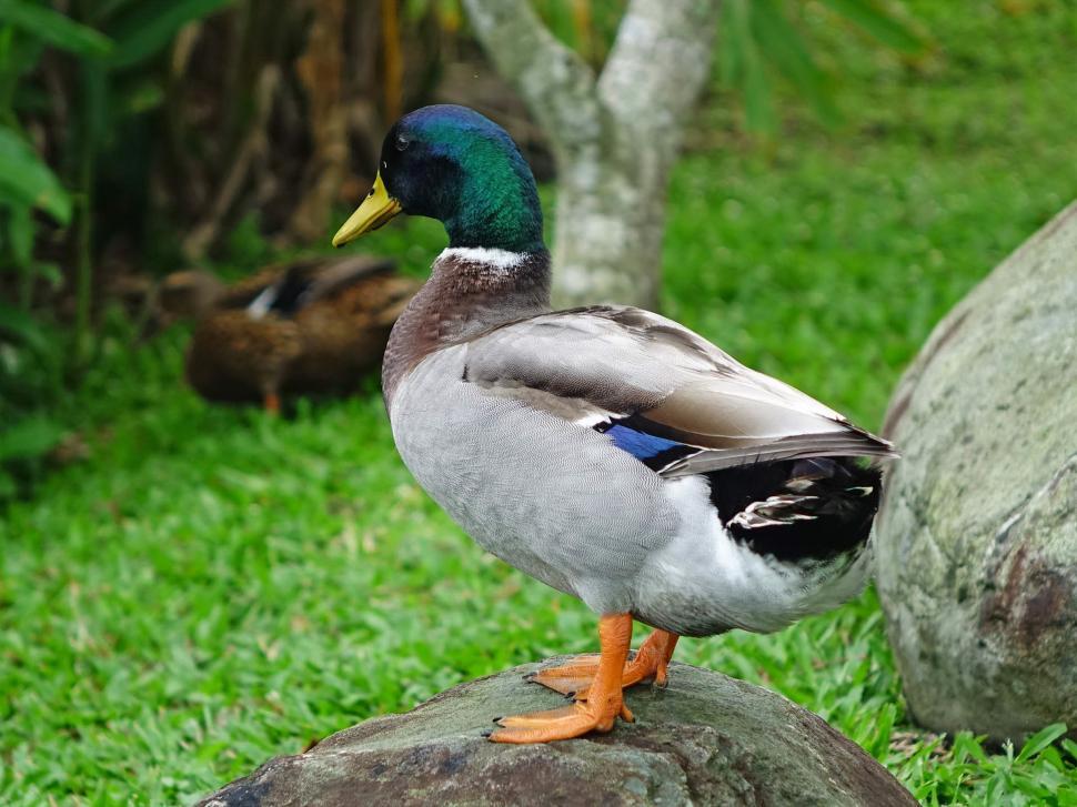 Free Image of Duck Standing on Rock in Grass 