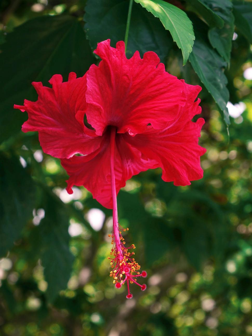 Free Image of Large Red Flower Hanging From a Tree 