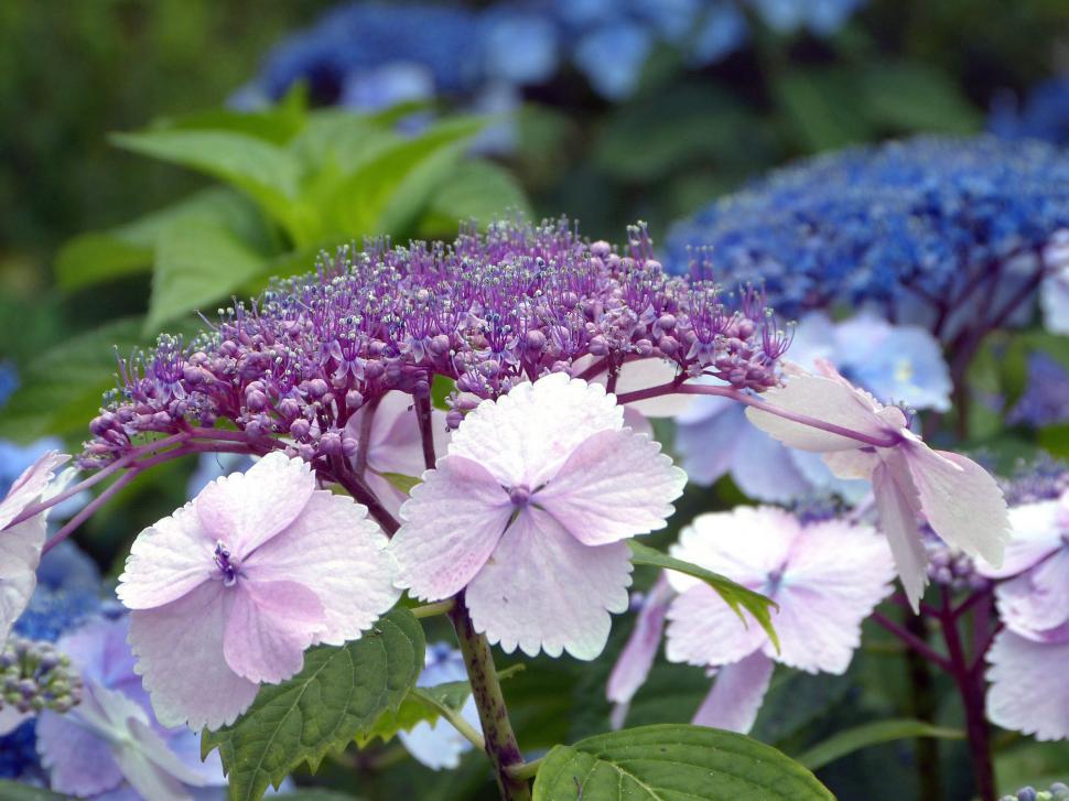 Free Image of A Bunch of Purple and White Flowers in a Garden 