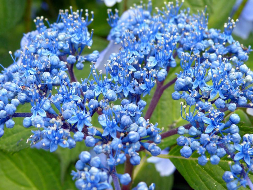 Free Image of Close Up of Blue Flowers 
