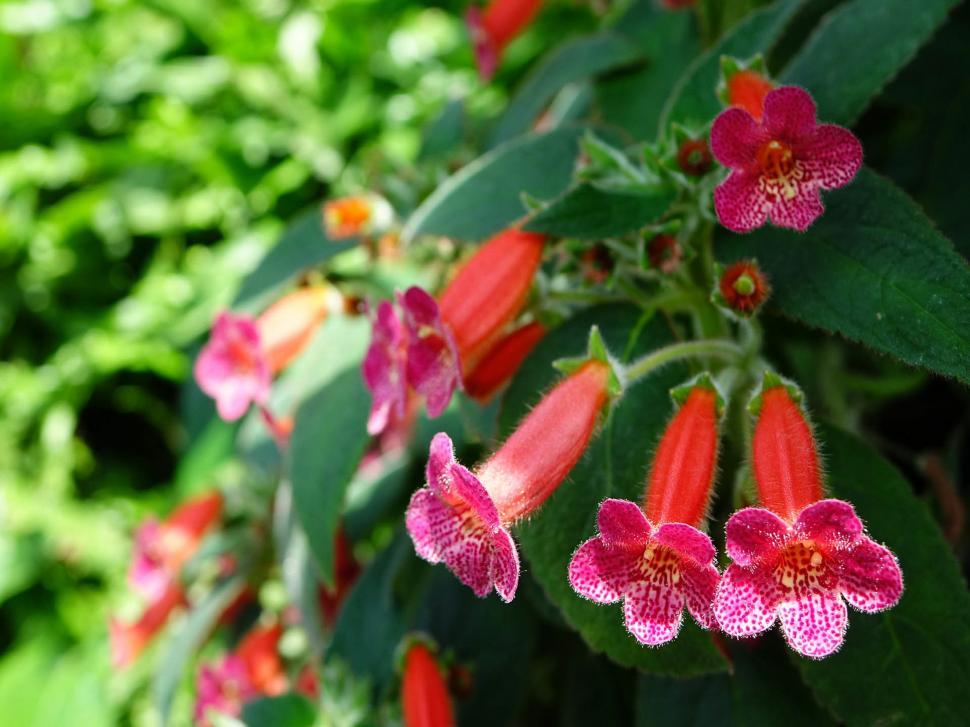 Free Image of Group of Red Flowers With Green Leaves 