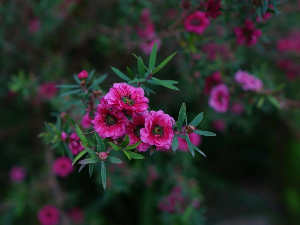 Free Image of Pink Flowers Blooming in Garden 