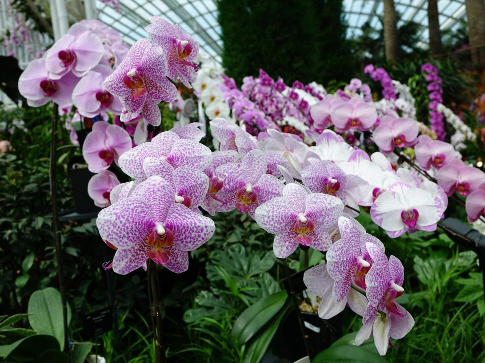 Free Image of Purple and White Orchids in a Greenhouse 