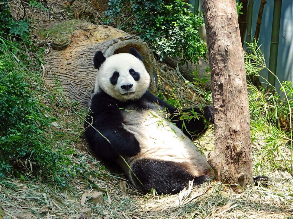 Free Image of Panda Bear Sitting in Grass Beside Tree 