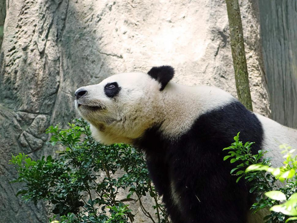 Free Image of Panda Bear Standing on Top of Lush Green Field 