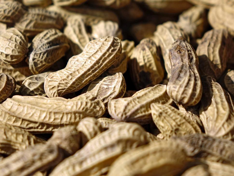 Free Image of Bunch of Peanuts 