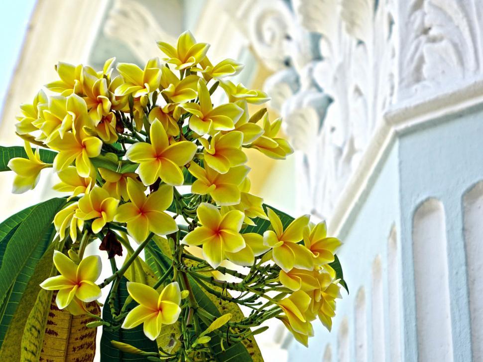 Free Image of Yellow Flowers Vase Beside White Building 