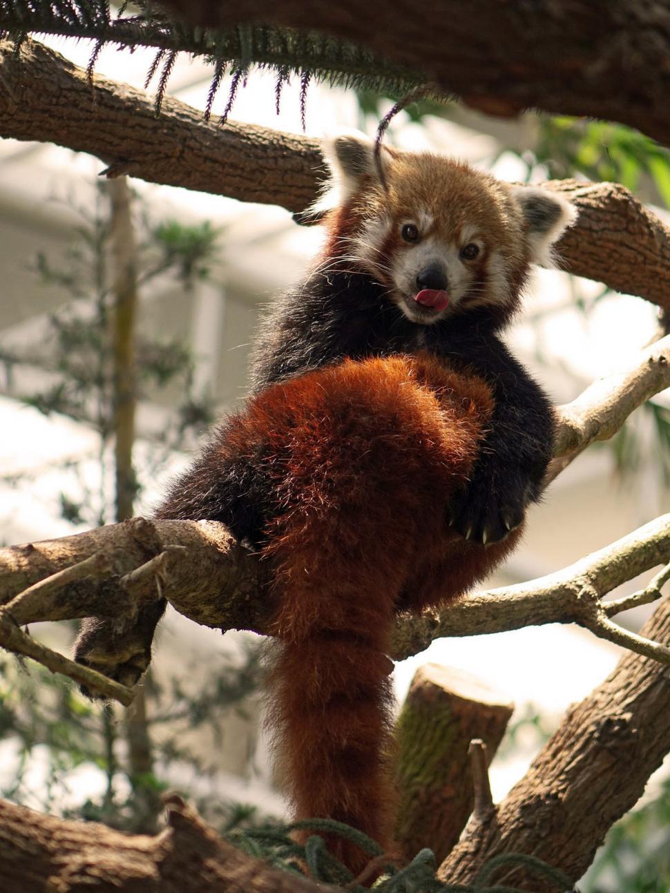 Free Image of Red Panda Bear Sitting on a Tree Branch 