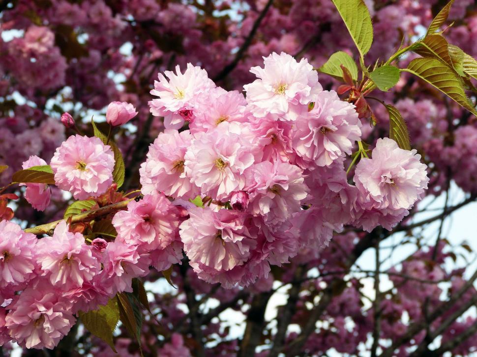 Free Image of Pink Flowers Blooming on a Tree 