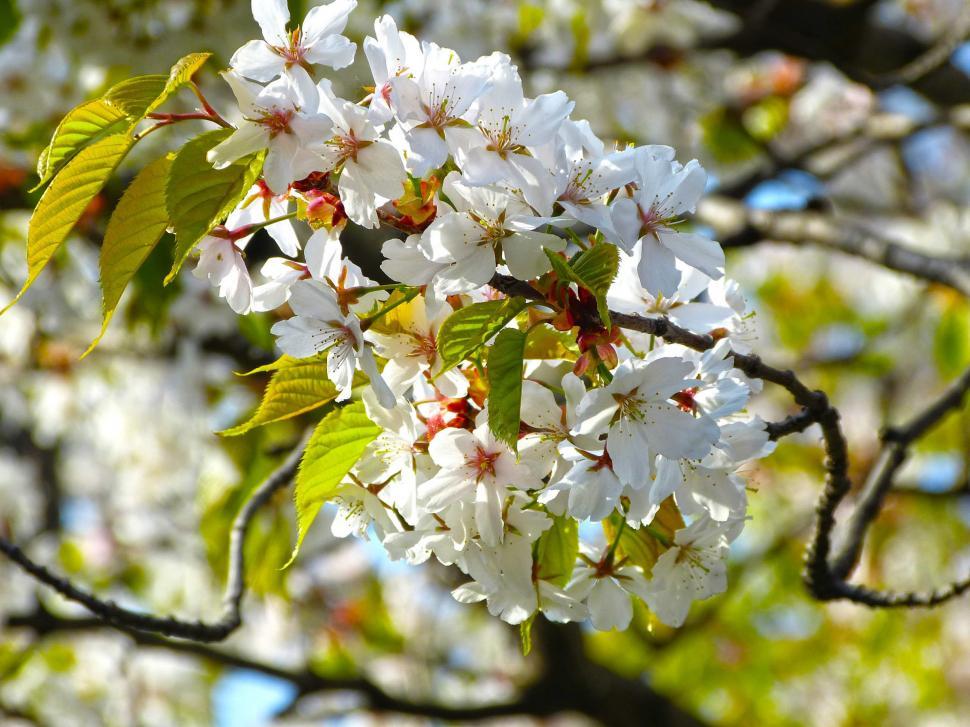 Free Image of Tree With White Flowers and Green Leaves 