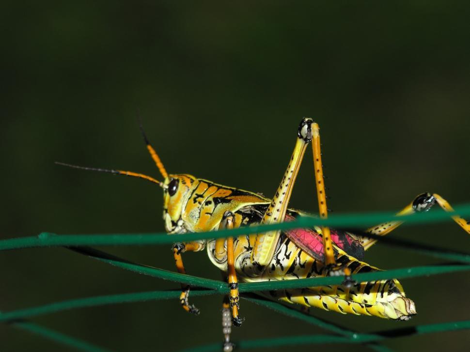 Free Image of Grasshopper 