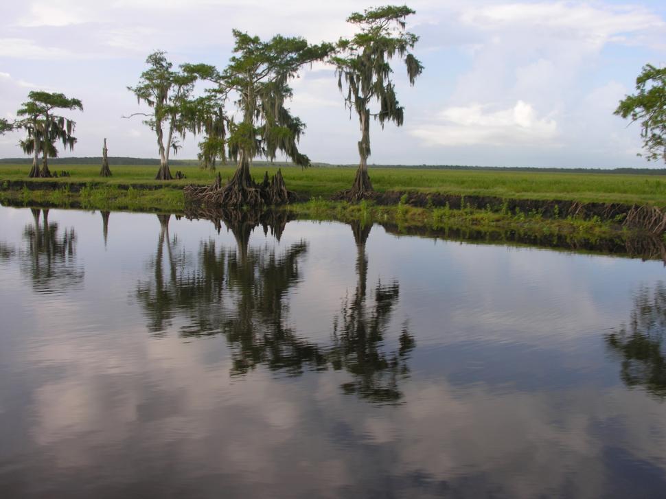 Free Image of Swampy Florida 