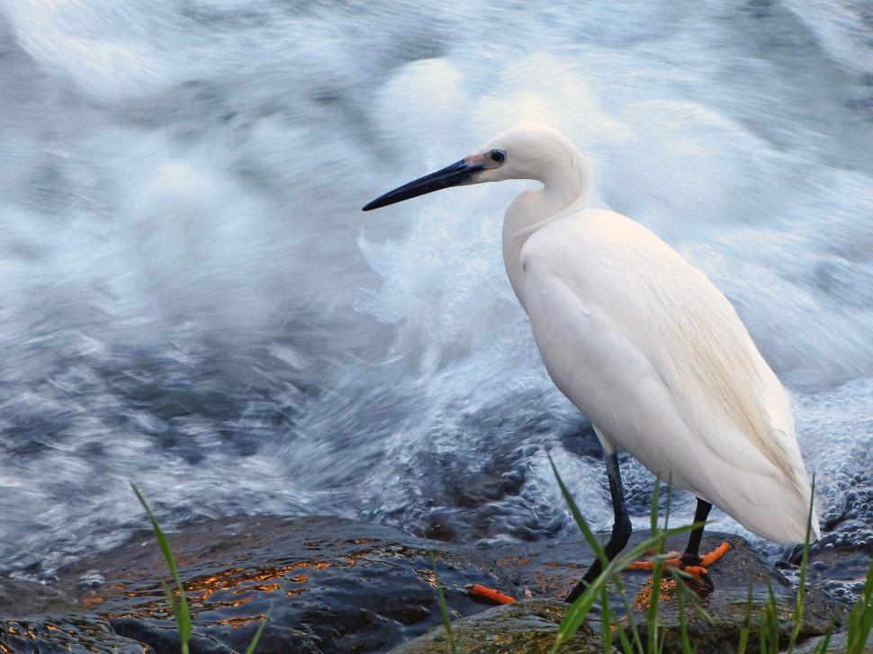 Free Image of White Bird Standing on Rock by Waters Edge 
