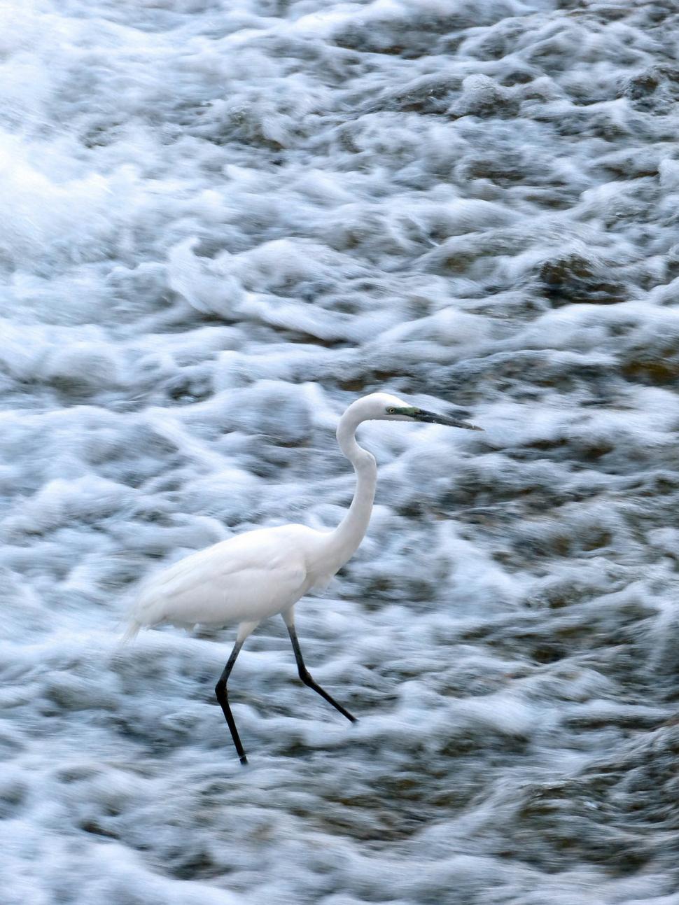 Free Image of White Bird Standing in Water 