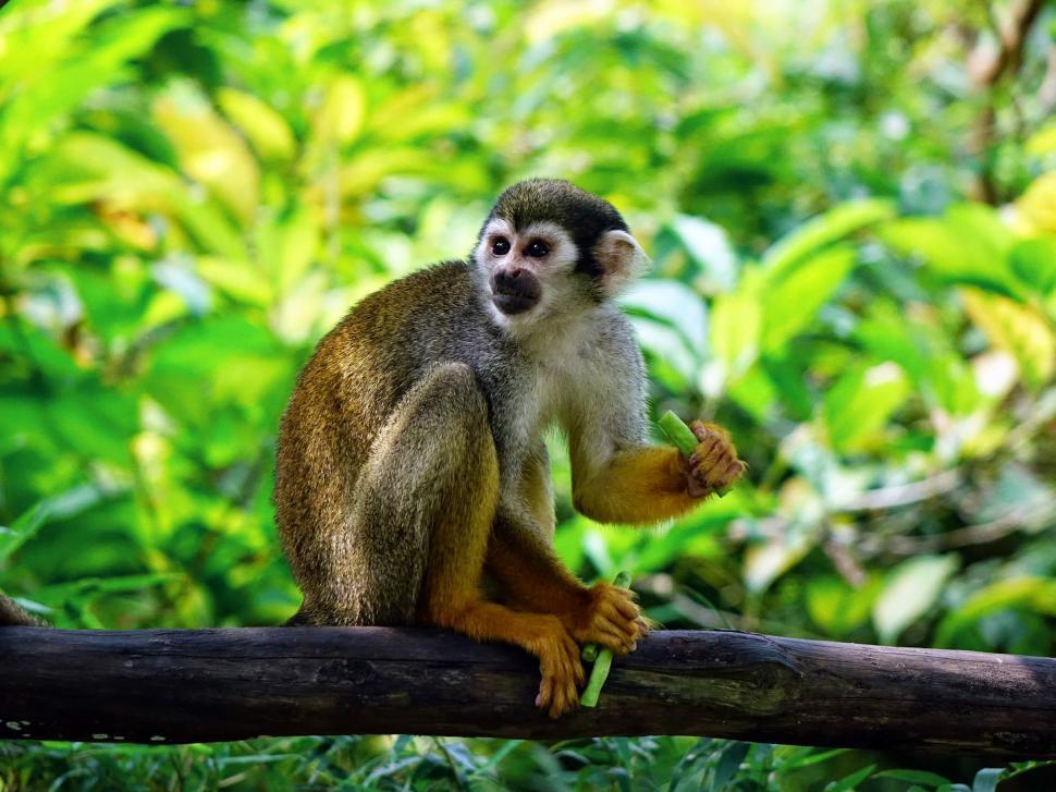 Free Image of Small Monkey Sitting on a Tree Branch 