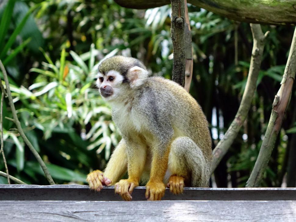 Free Image of Small Monkey Sitting on Top of Wooden Ledge 