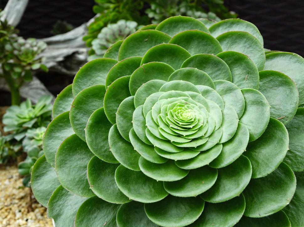 Free Image of Close Up of a Large Green Plant in a Garden 