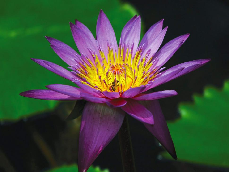 Free Image of Purple Flower With Yellow Stamen in Pond 