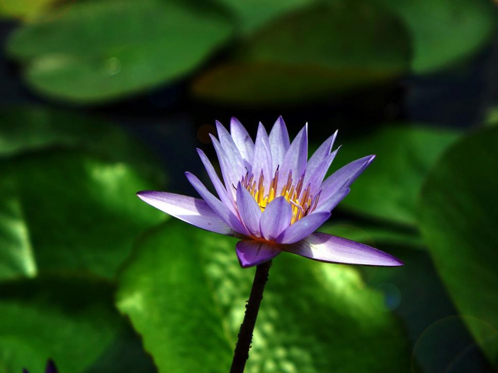 Free Image of Blooming Purple Water Lily in Pond 