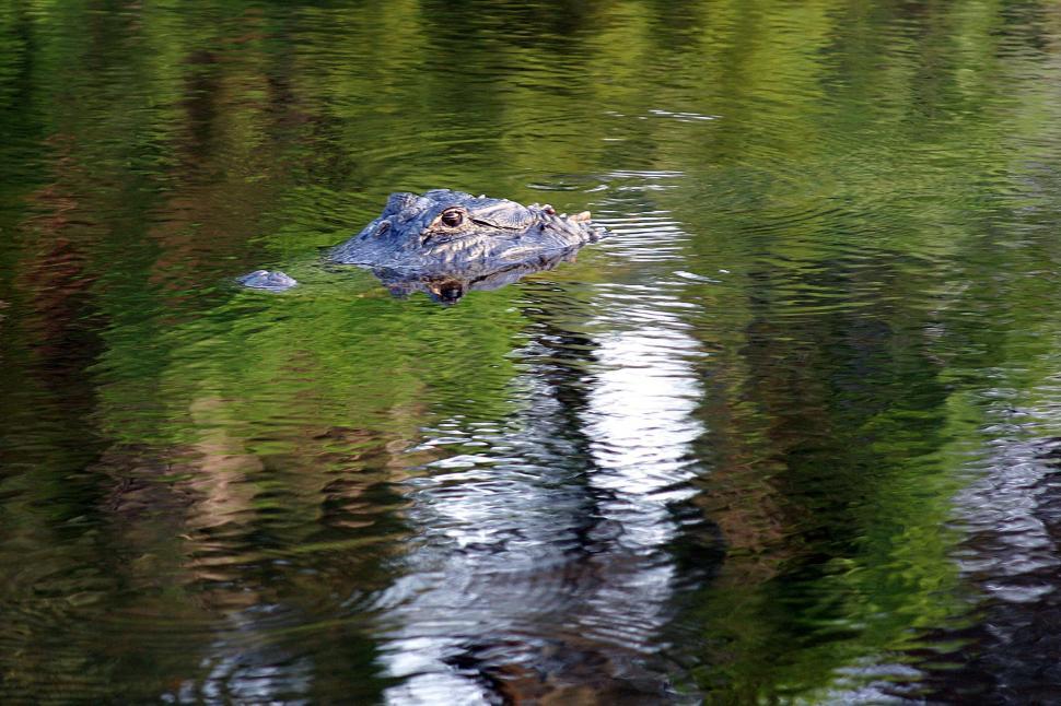 Free Image of Majestic Alligator Swimming in a Body of Water 