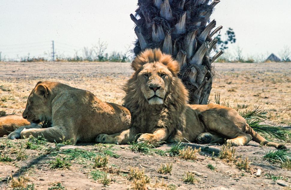 Free Image of Lion and Lioness 