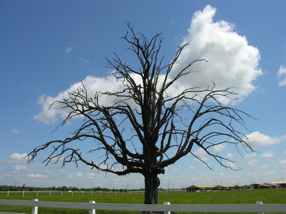 Free Image of Dead Tree 