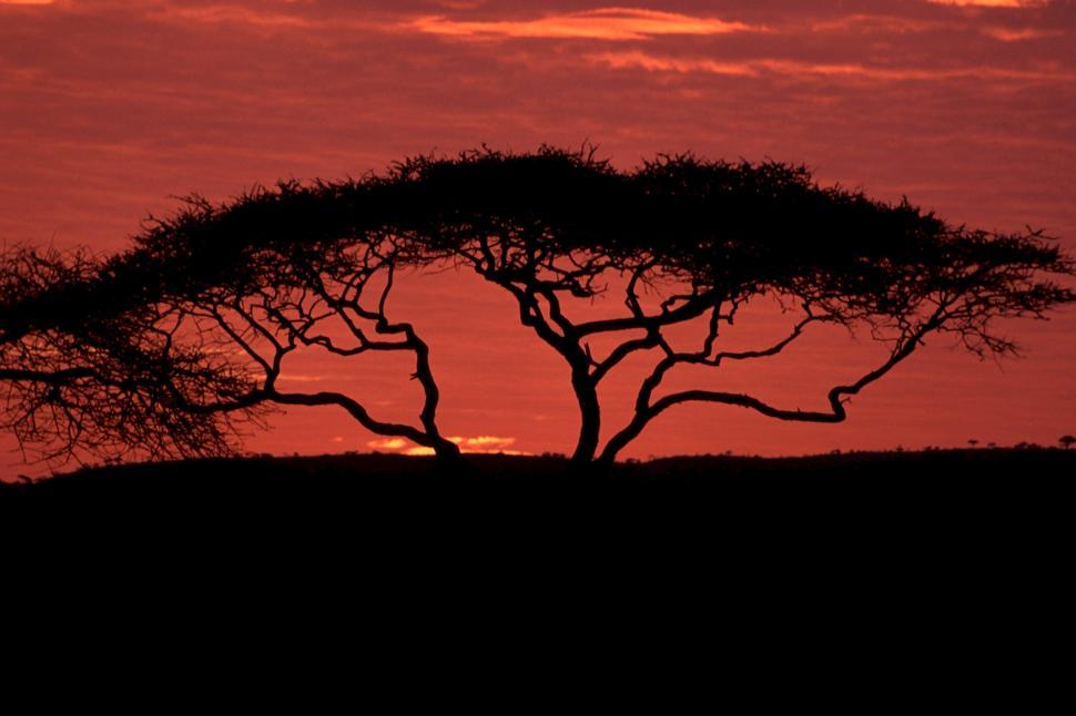 Free Image of Giraffe Standing Under Tree at Sunset 