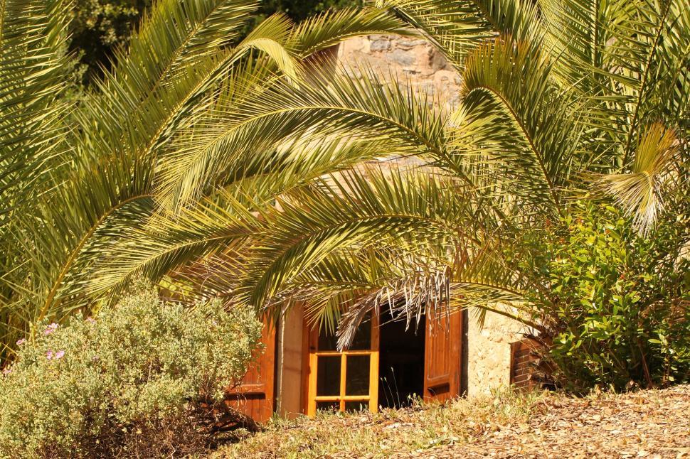 Free Image of Small Hut Amidst Dense Jungle 