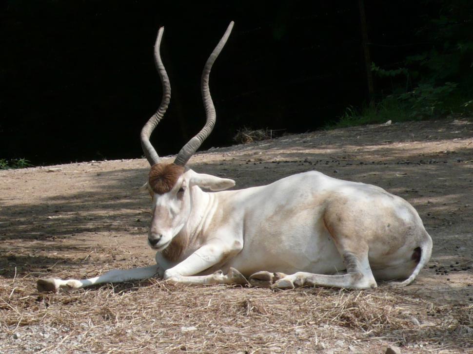 Free Image of Animal With Long Horns Laying on the Ground 