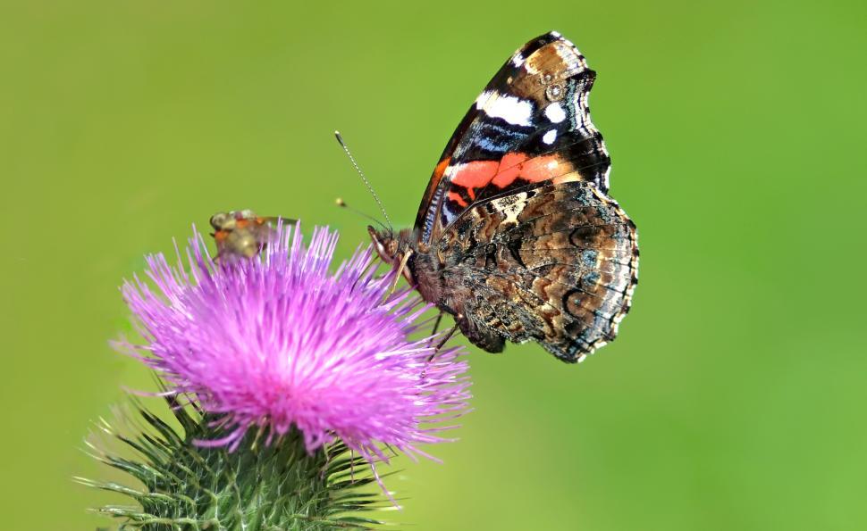 Free Image of Butterfly Resting on Flower Petal 