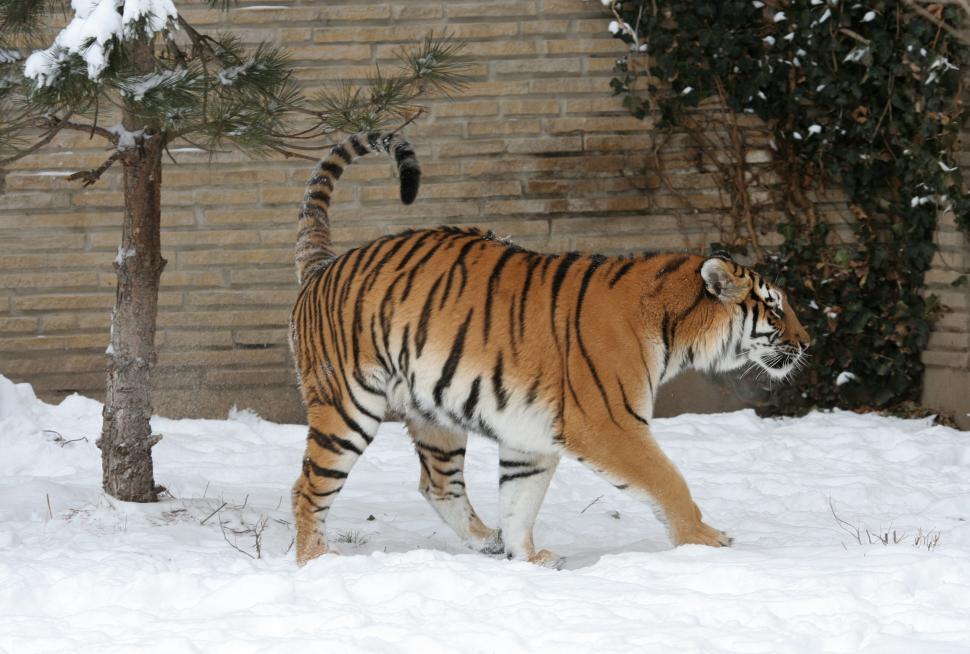 Free Image of Tiger Walking Through Snow in Front of Building 