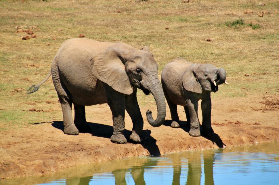 Free Image of Elephants Standing by Water 