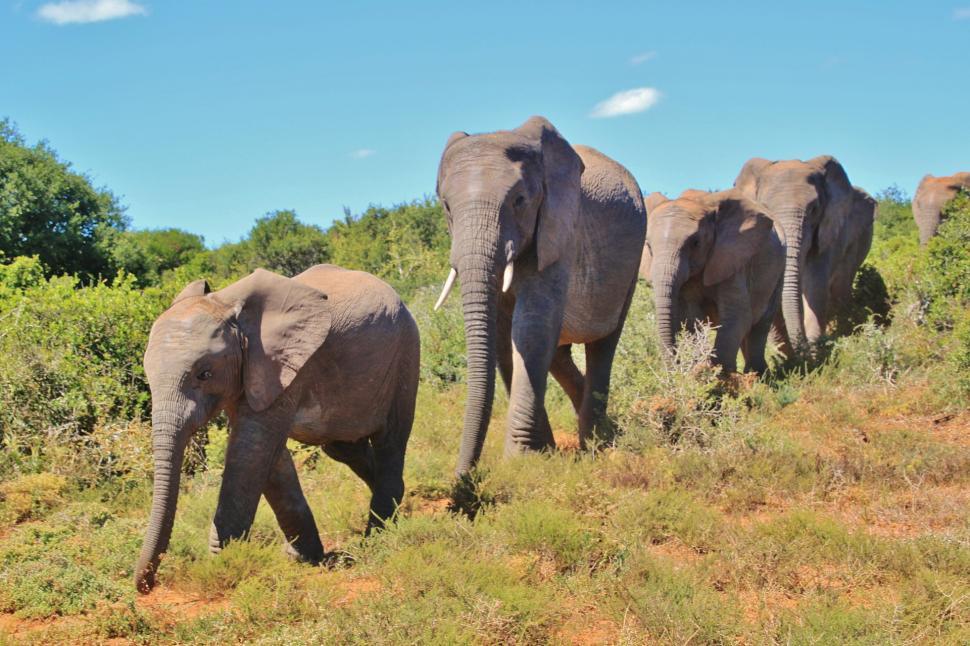 Free Image of A Herd of Elephants Walking Across a Lush Green Field 