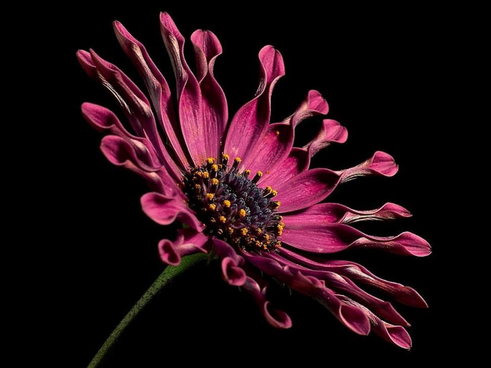 Free Image of Pink Flower Close Up Against Black Background 