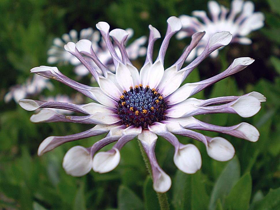 Free Image of White and Purple Flower With Green Leaves 
