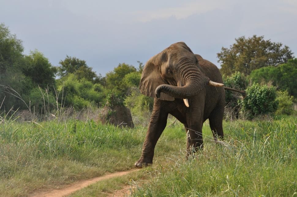 Free Image of Elephant Standing on a Dirt Road in a Grassy Field 