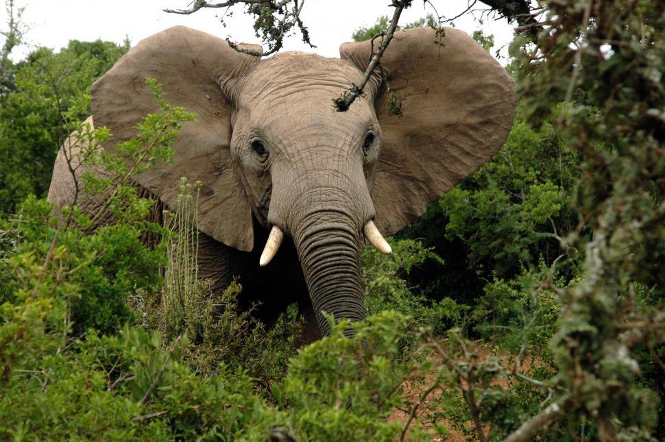 Free Image of Elephant Standing in Forest. 