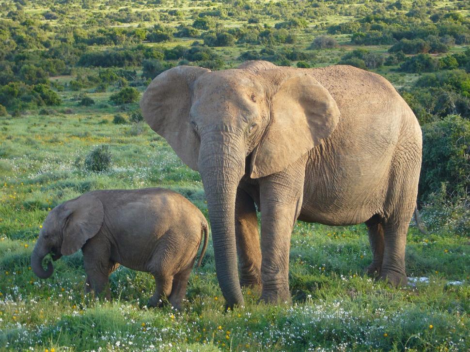 Free Image of Adult and Baby Elephant Standing in Field 