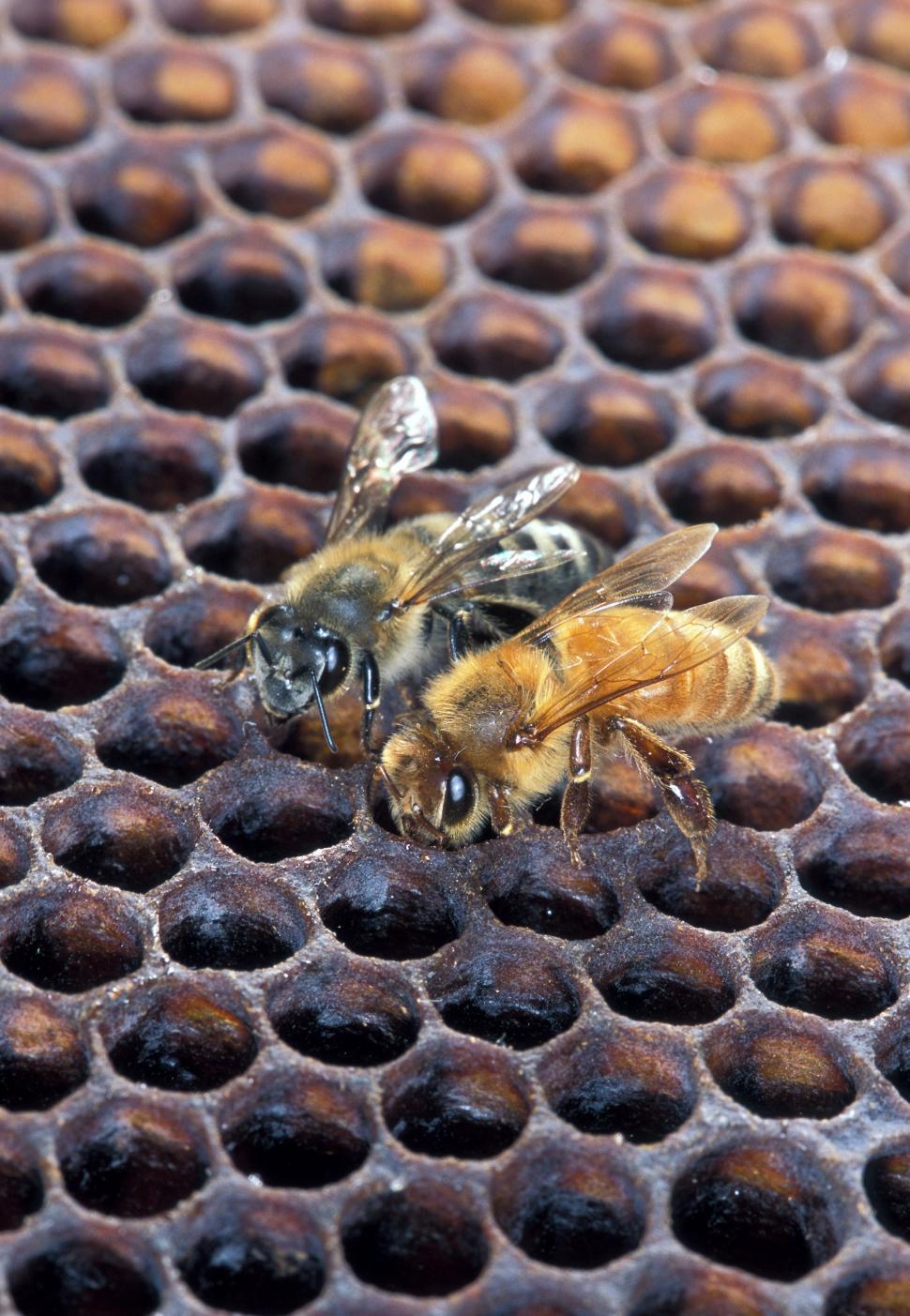 Free Image of Bee on Honeycomb Close Up 