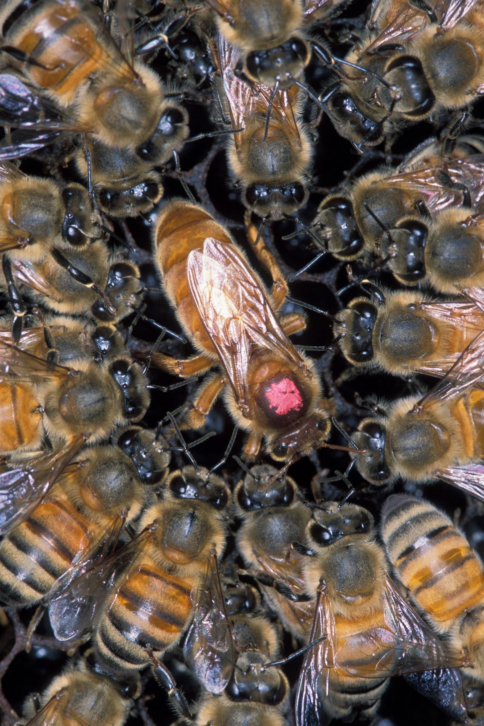 Free Image of Group of Bees Sitting on Top of Each Other 