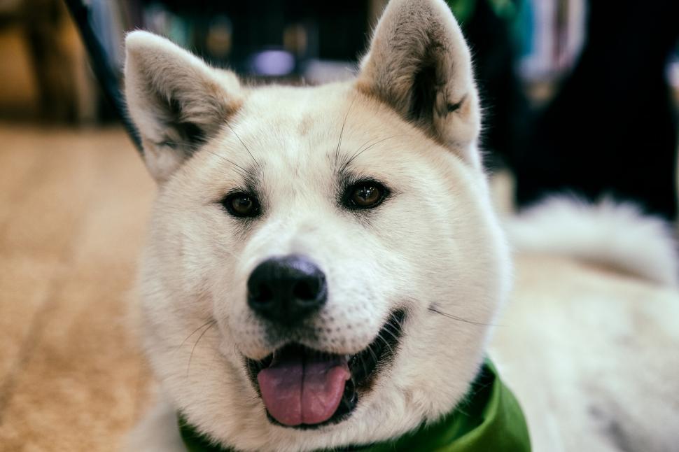 Free Image of Close Up of a Dog Wearing a Green Bandana 