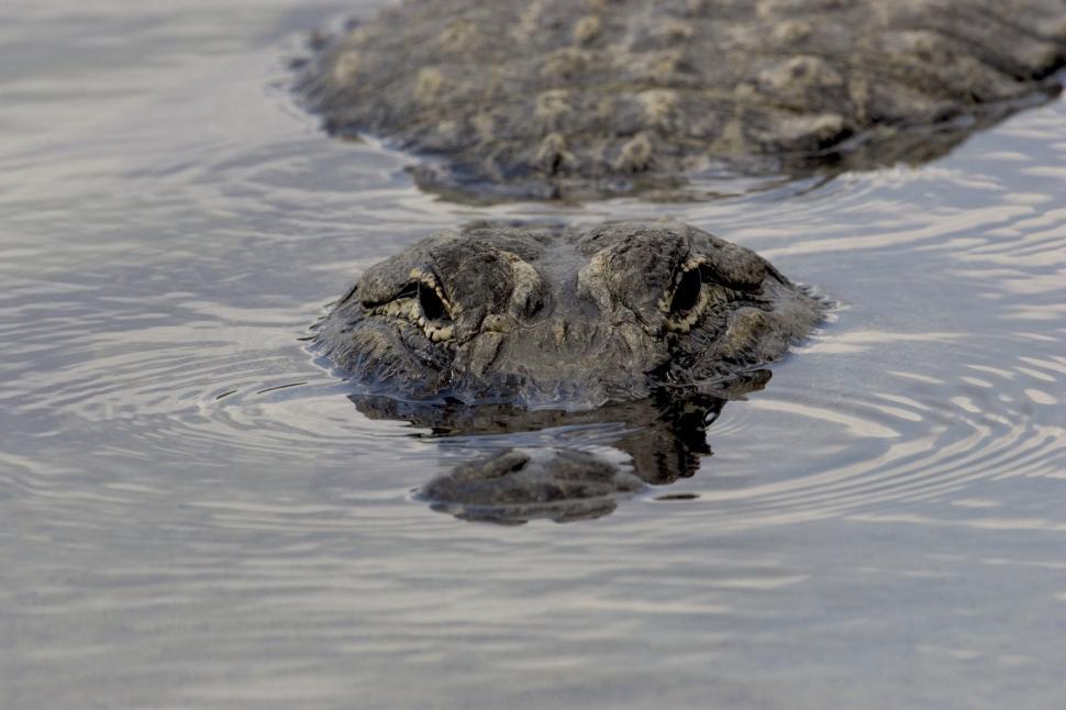 Free Image of Close Up of an Alligators Head in the Water 